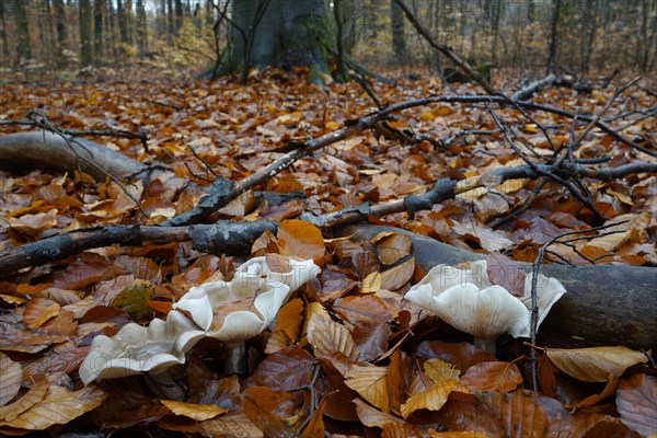 A group of fog caps