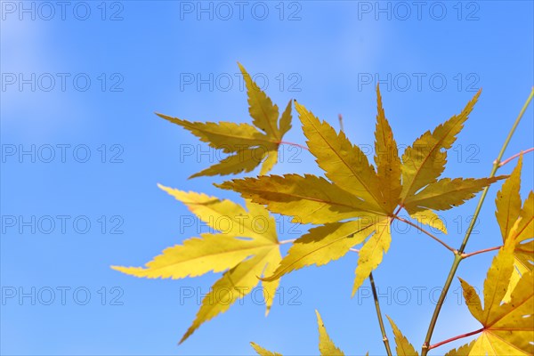 Japanese fan maple