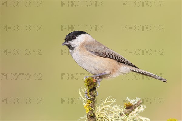 Marsh tit