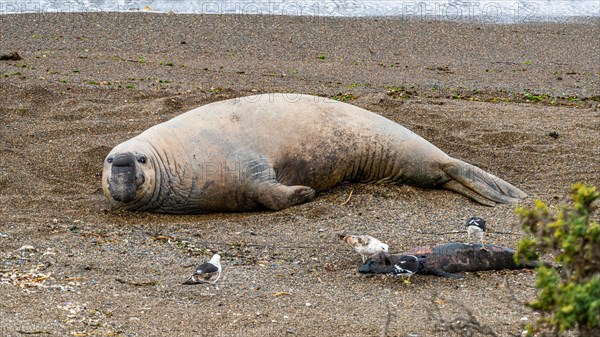 Southern elephant seal