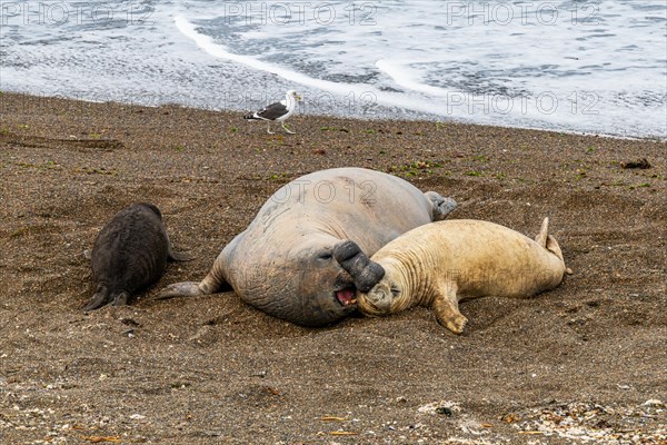 Southern elephant seals