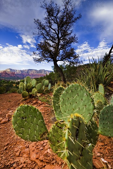 Cacti