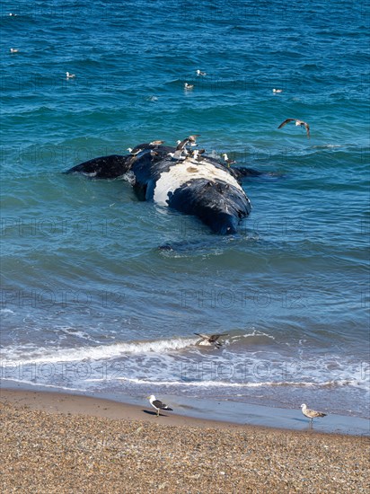 Southern right whale