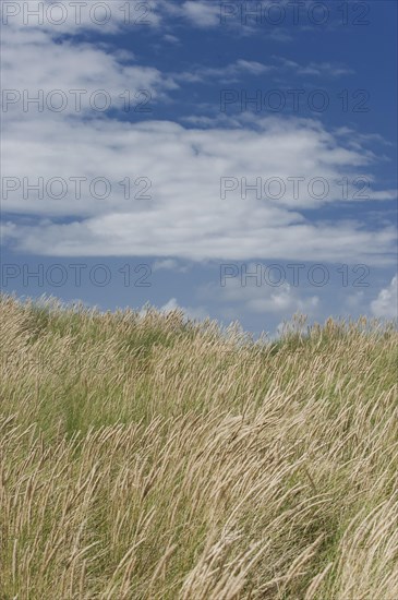 Dune landscape at Ellenbogen