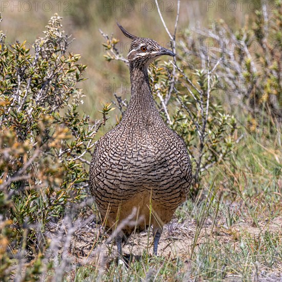 Elegant crested tinamou