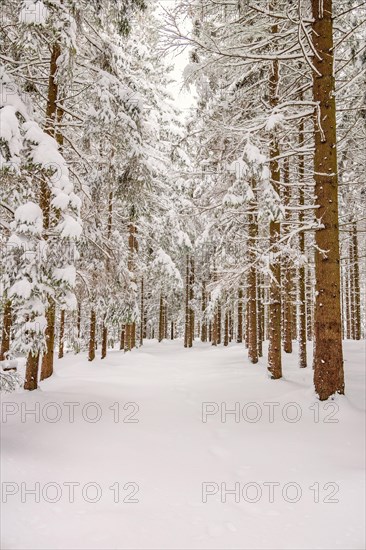 Spruce tree trunks in a forest with deep snow and frost on a cold winter day