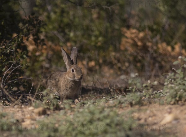 European hare