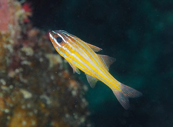 Golden-striped cardinalfish