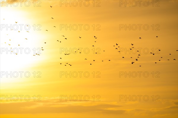 A flock of starlings or common starlings