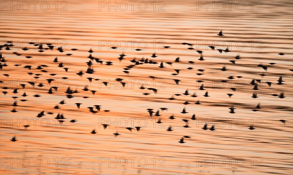 A flock of starlings or common starlings