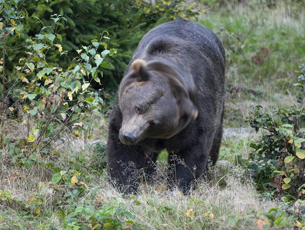 Brown bear