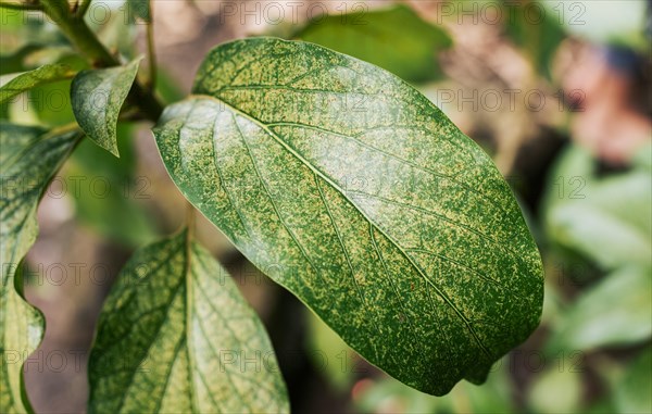 Avocado leaf background. Close up of a beautiful avocado leaf