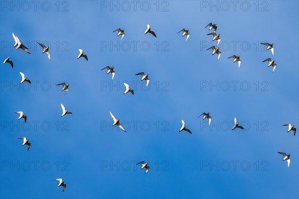 Grey Plover