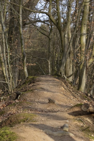 Hiking trail through the forest in the Duvenstedter Brook nature reserve