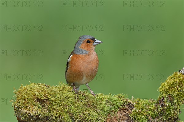 Common chaffinch