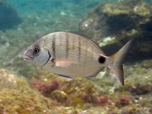 White seabream