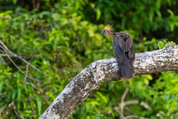 Hoatzin