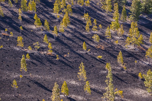 Canary Island pines