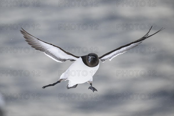 Razorbill