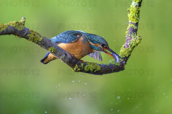 Common kingfisher