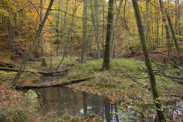 A near-natural stream flows through a floodplain forest with autumnal rennet colouring. Germany