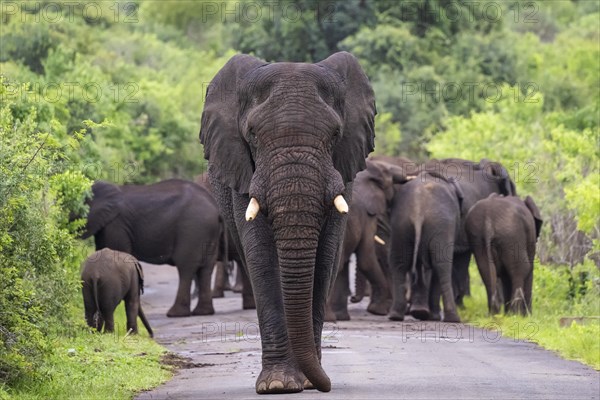 African elephant