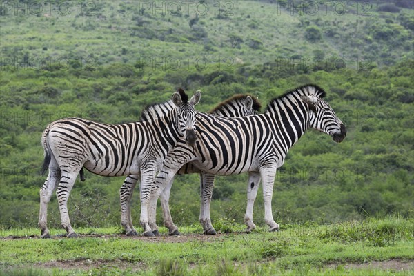 Plains zebras