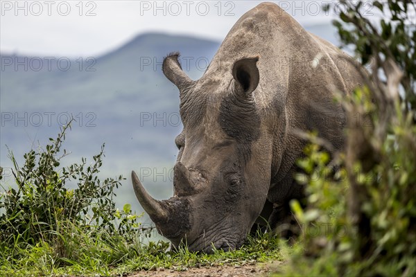 White rhinoceros