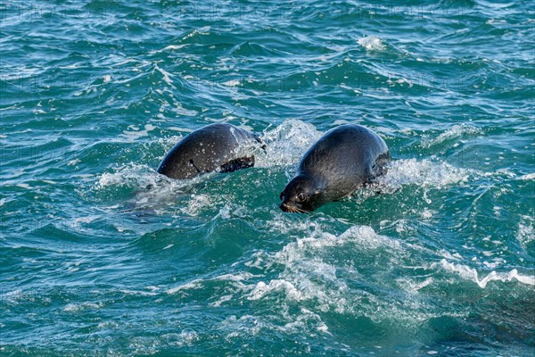 South American sea lions