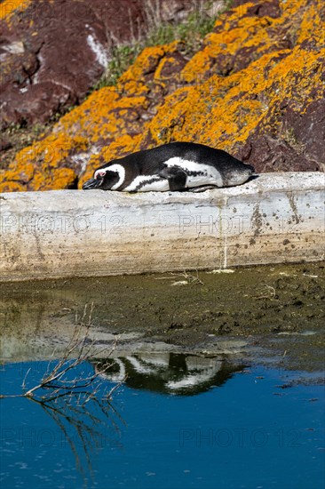 Magellanic penguin