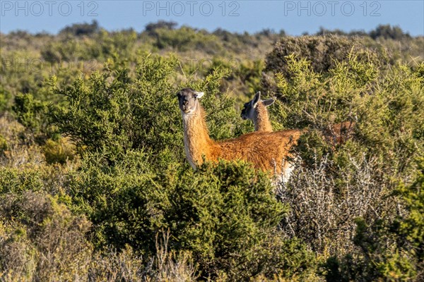 Guanaco