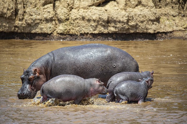 Hippopotamus