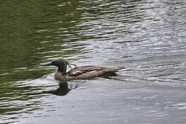 Brazilian merganser