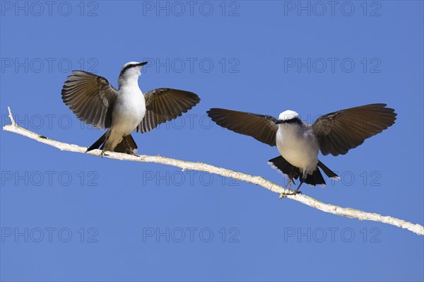 Courtship display of a couple of Masked Water-Tyrant