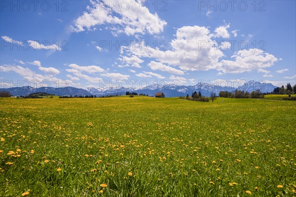 Blooming common dandelion