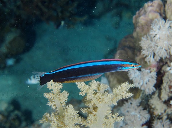 False cleanerfish