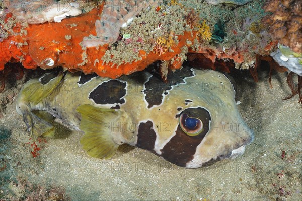 Black-blotched porcupinefish