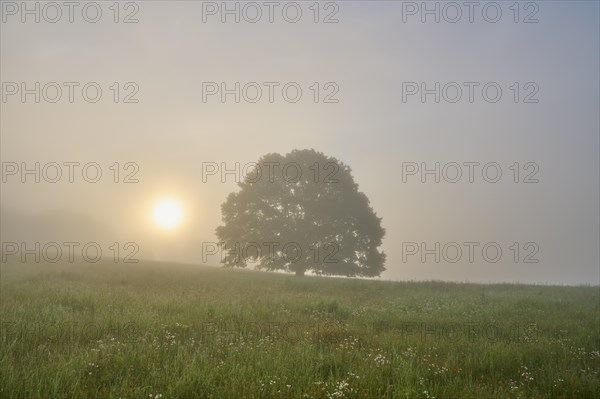 Oak tree