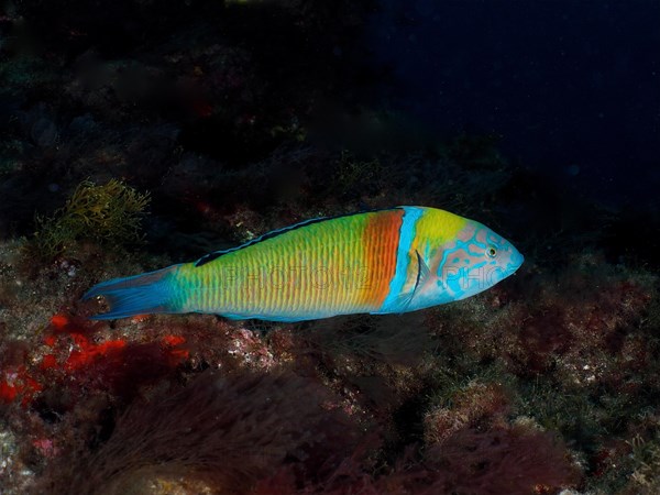 Ornate wrasse