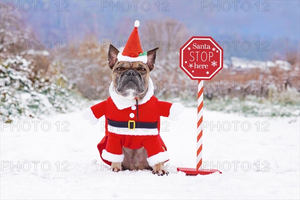 Funny French Bulldog dog with Christmas Santa costume next to stop sign in snow landscape