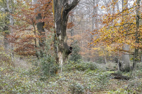 Hutewald forest in autumn