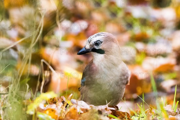 Eurasian jay