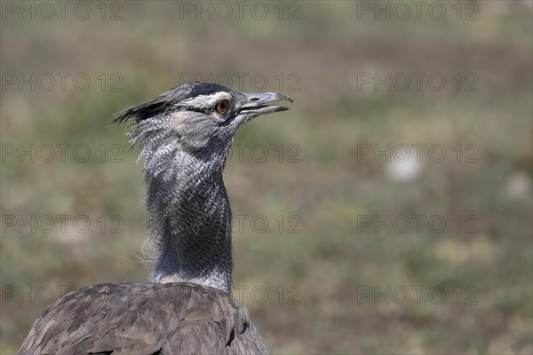 Kori bustard