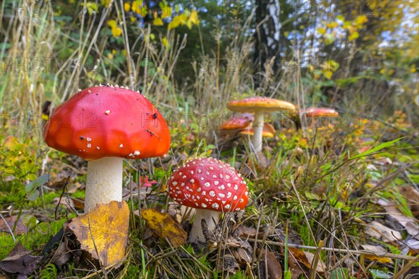 Fly agarics