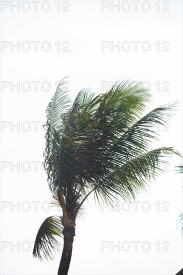 Large palm tree against a white sky