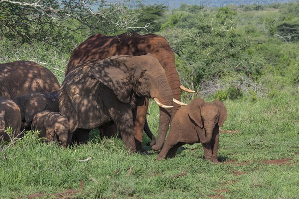 African elephant