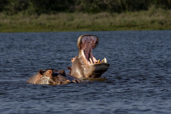 Hippopotamus