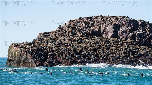 South American sea lion