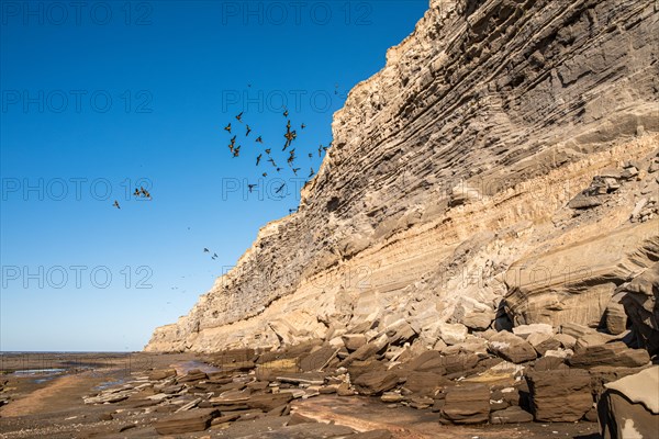 Rock parakeets