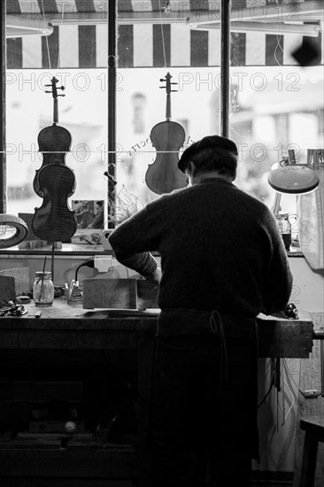 Senior expert luthier artisan violin maker carve sculpt chisel ribs of a new classical model cello in workshop Cremona Italy